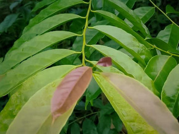 guayusa blätter ecuador