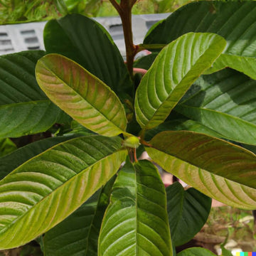 vorteile guayusa